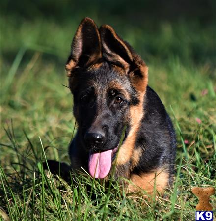 blueridgelanegsd Picture 1